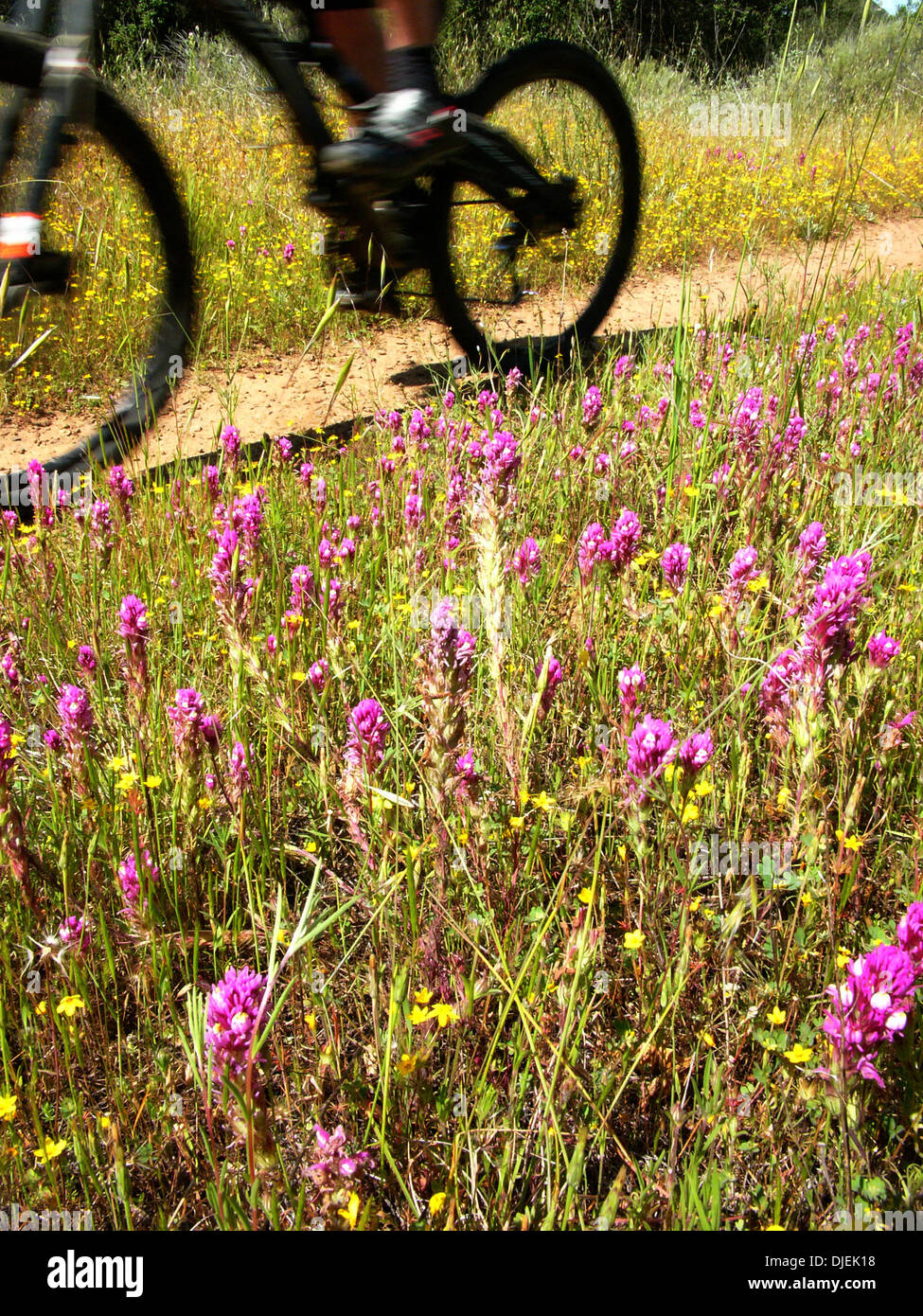 Settembre 01, 2007 - San Juan Mountains, California, Stati Uniti d'America - Mountain bike include: cross country, downhill, freeride, dirt jump e prove/street di equitazione. Lo sport richiede endurance, bike abilità di manipolazione e di autosufficienza. Si tratta di un singolo sport che possono essere eseguite quasi ovunque. Vi sono aspetti della mountain bike che sono più simili a trail running rispetto ad una normale bicicletta Foto Stock