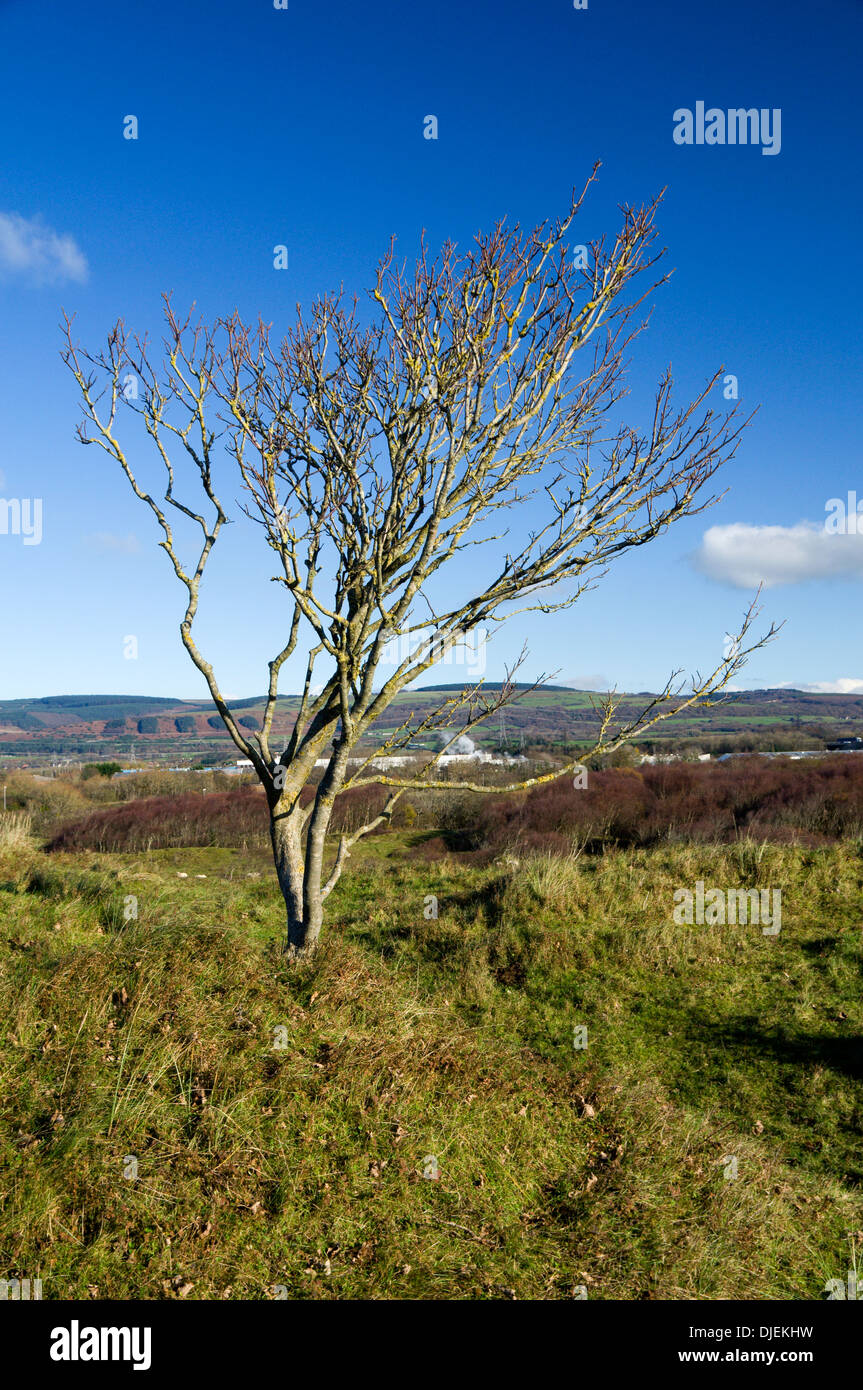 Kenfig Riserva Naturale Nazionale, vicino a Port Talbot, Galles del Sud. Foto Stock