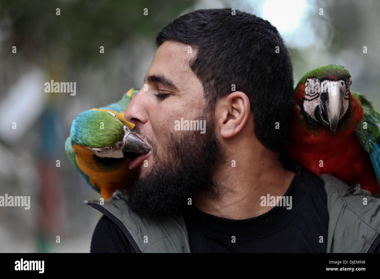 La striscia di Gaza, Territori palestinesi, . 27 Nov, 2013. Ahmed Jomaa 20 anni il detentore di Rafah zoo baci a 6 mesi di età pappagallo che appartiene ai pappagalli macaw mentre il pappagallo siede sulla spalla dell'Zookeeper a Rafah Zoo nel sud della striscia di Gaza il 27 novembre 2013 molti animali sono state introdotte di contrabbando in Gaza dall'Egitto attraverso il tunnel che si trova lungo il confine a sud della striscia di Gaza.Foto: Ahmed Deeb/NurPhoto © Ahmed Deeb/NurPhoto/ZUMAPRESS.com/Alamy Live News Foto Stock