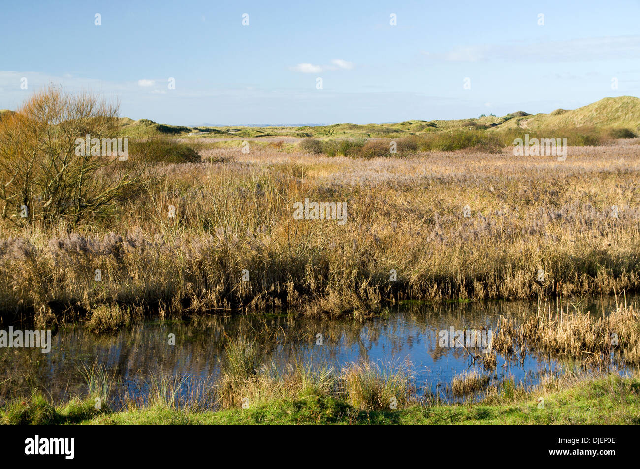 Fiume Kenfig e canneti, Kenfig Riserva Naturale Nazionale vicino a Port Talbot, Galles del Sud. Foto Stock