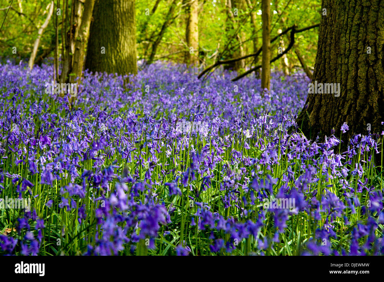 Bluebell wood in primavera, Inghilterra Foto Stock