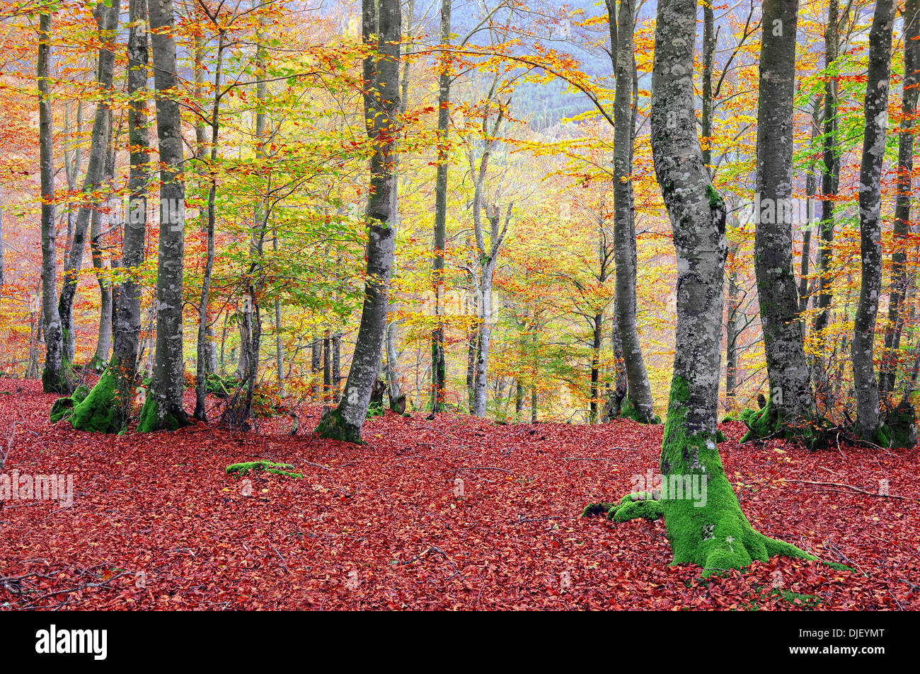 Bosco in autunno con colori vividi Foto Stock