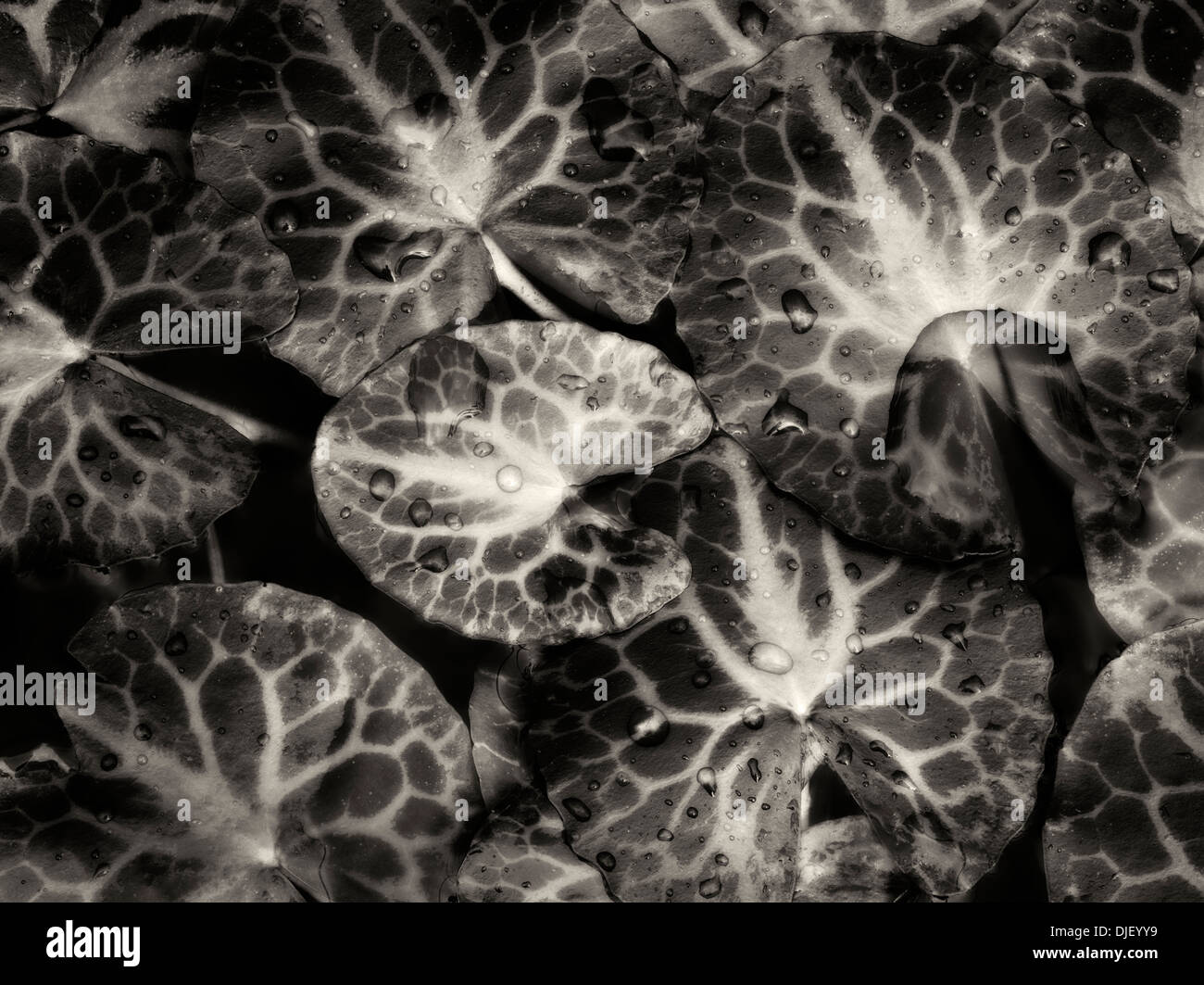 Close up di cioccolato bianco Nymphoides frangia geminata, flottante fiori d'acqua. Foglie galleggianti. Oregon Foto Stock