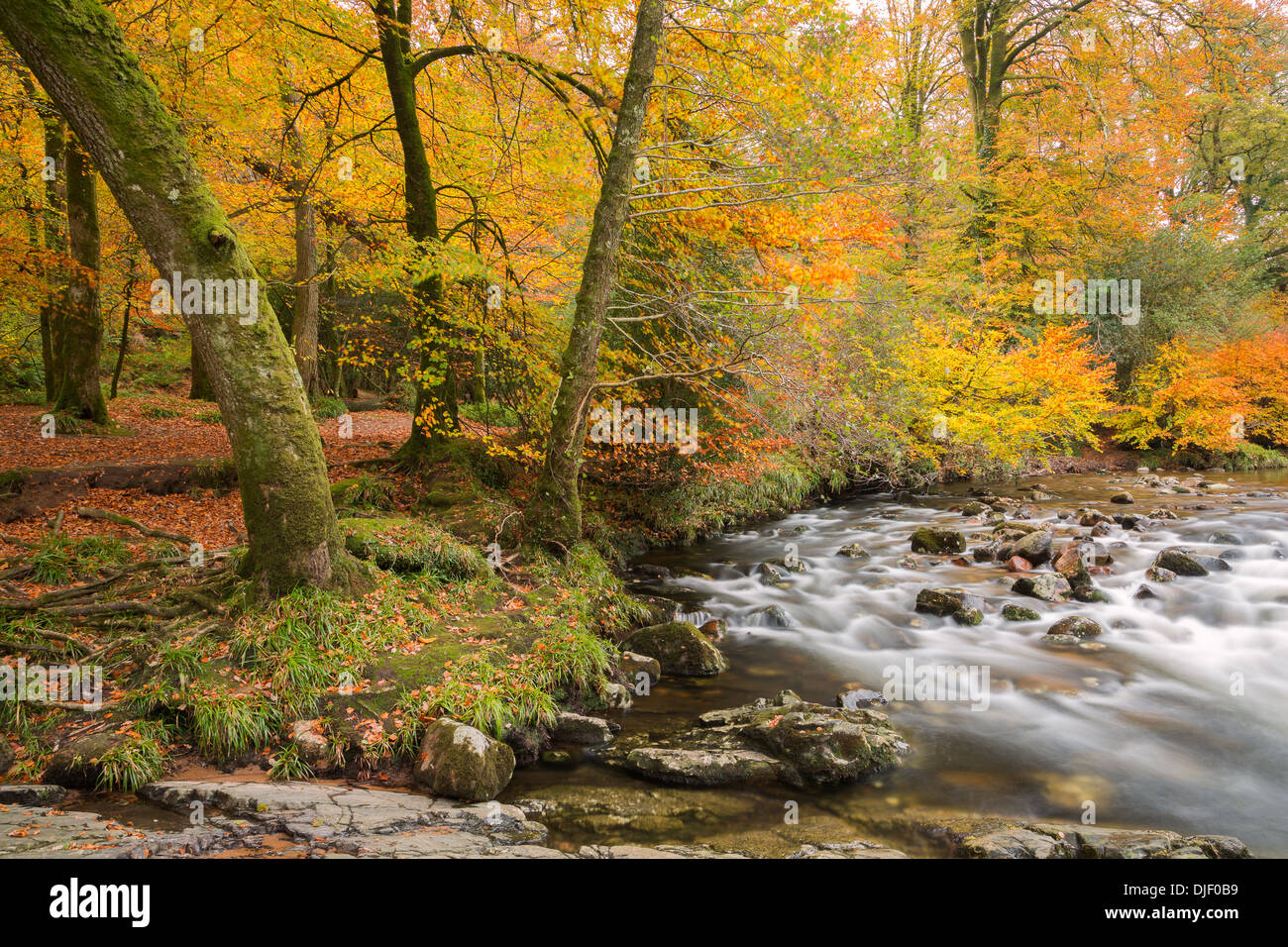 Il fiume Dart in autunno del Parco Nazionale di Dartmoor Devon UK Foto Stock