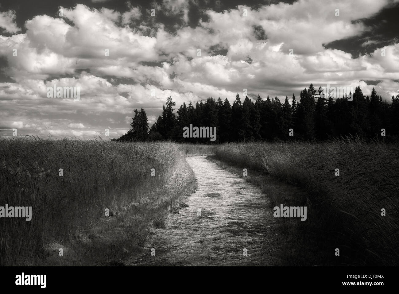 Percorso in Graham querce parco naturale con le nuvole e il campo d'erba. Wilsonville, Oregon Foto Stock