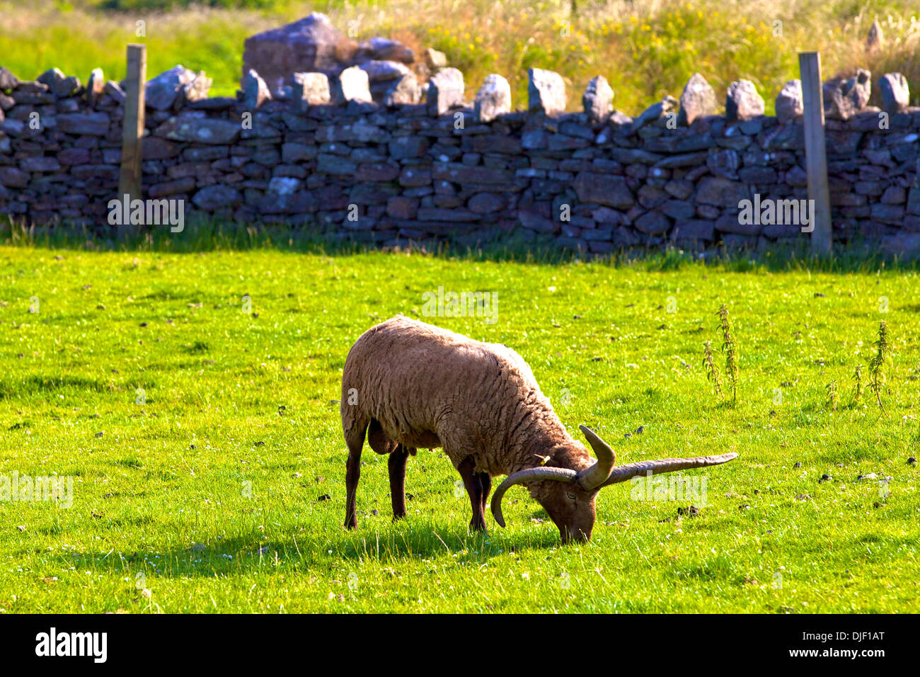 Manx Loaghtan pecore nativo di Isola di Man, Isola di Man Foto Stock