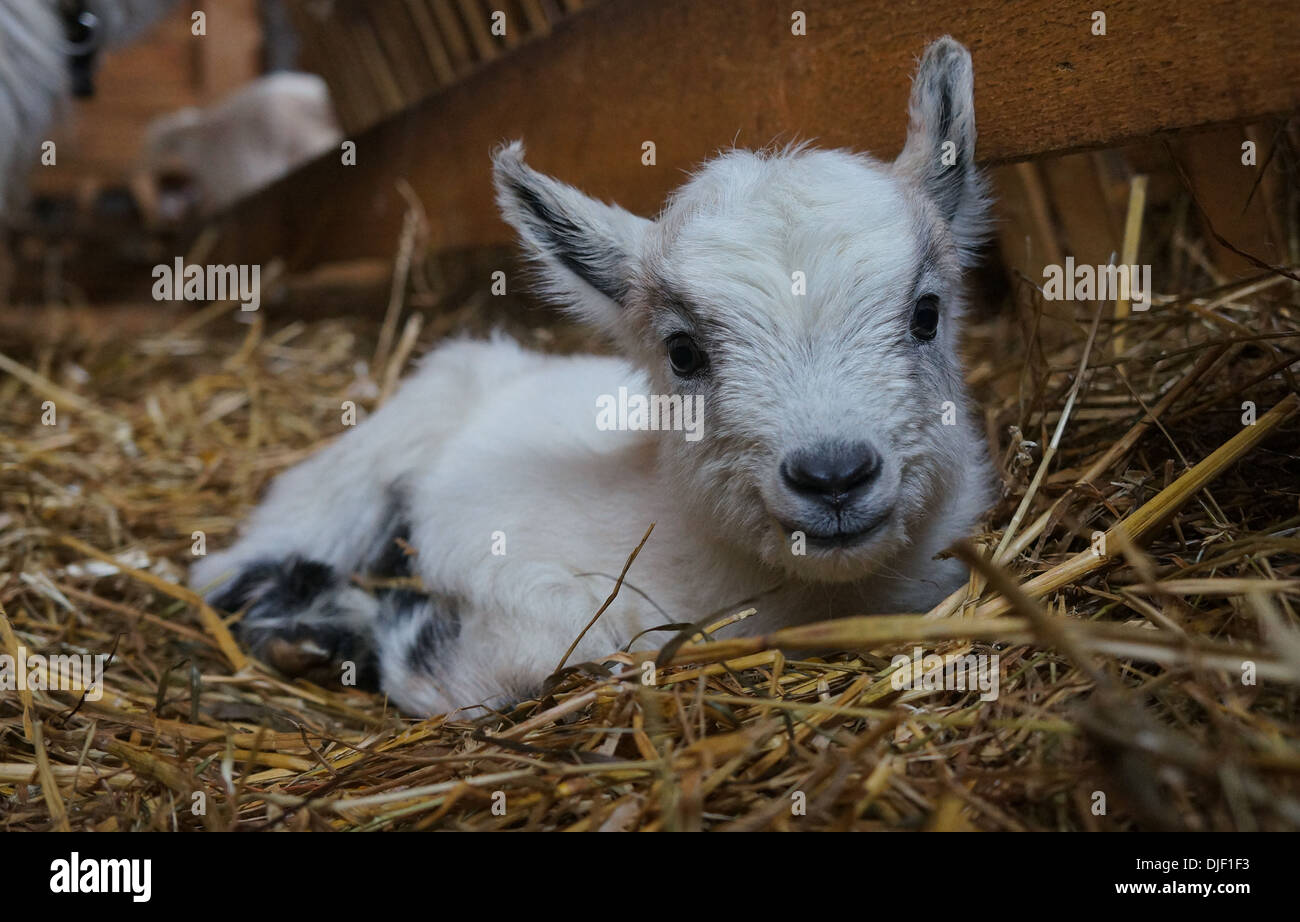 Baby posa di capra nel fieno Foto Stock