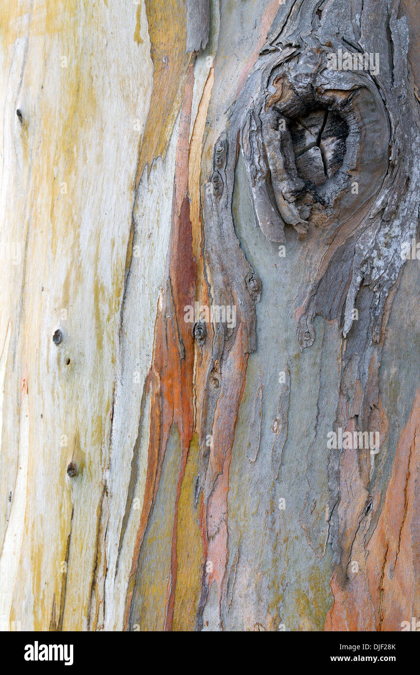 Corteccia di alberi di eucalipto con motivo astratto colorato Foto Stock