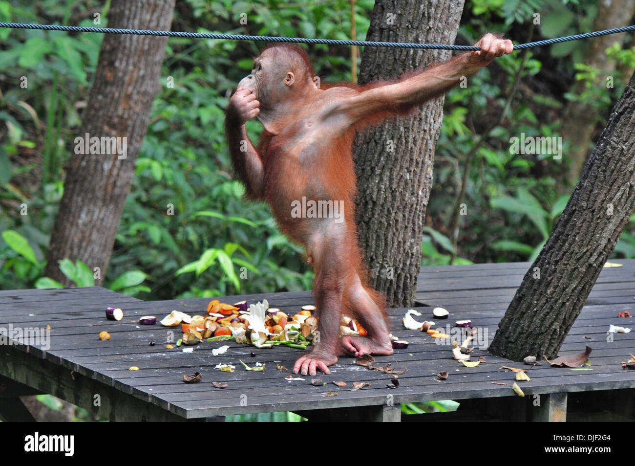 Giovani salvato Orangutan essendo preparato per tornare a selvaggio - Borneo ritti sul tavolo di alimentazione Foto Stock