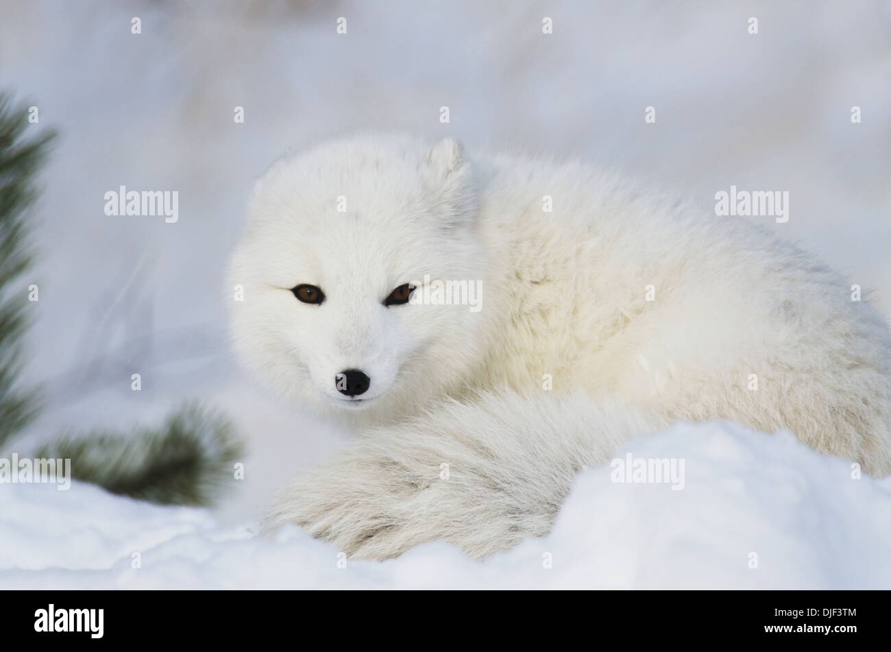 Arctic Fox (Alopex lagopus) in bianco inverno fase; yukon canada Foto Stock