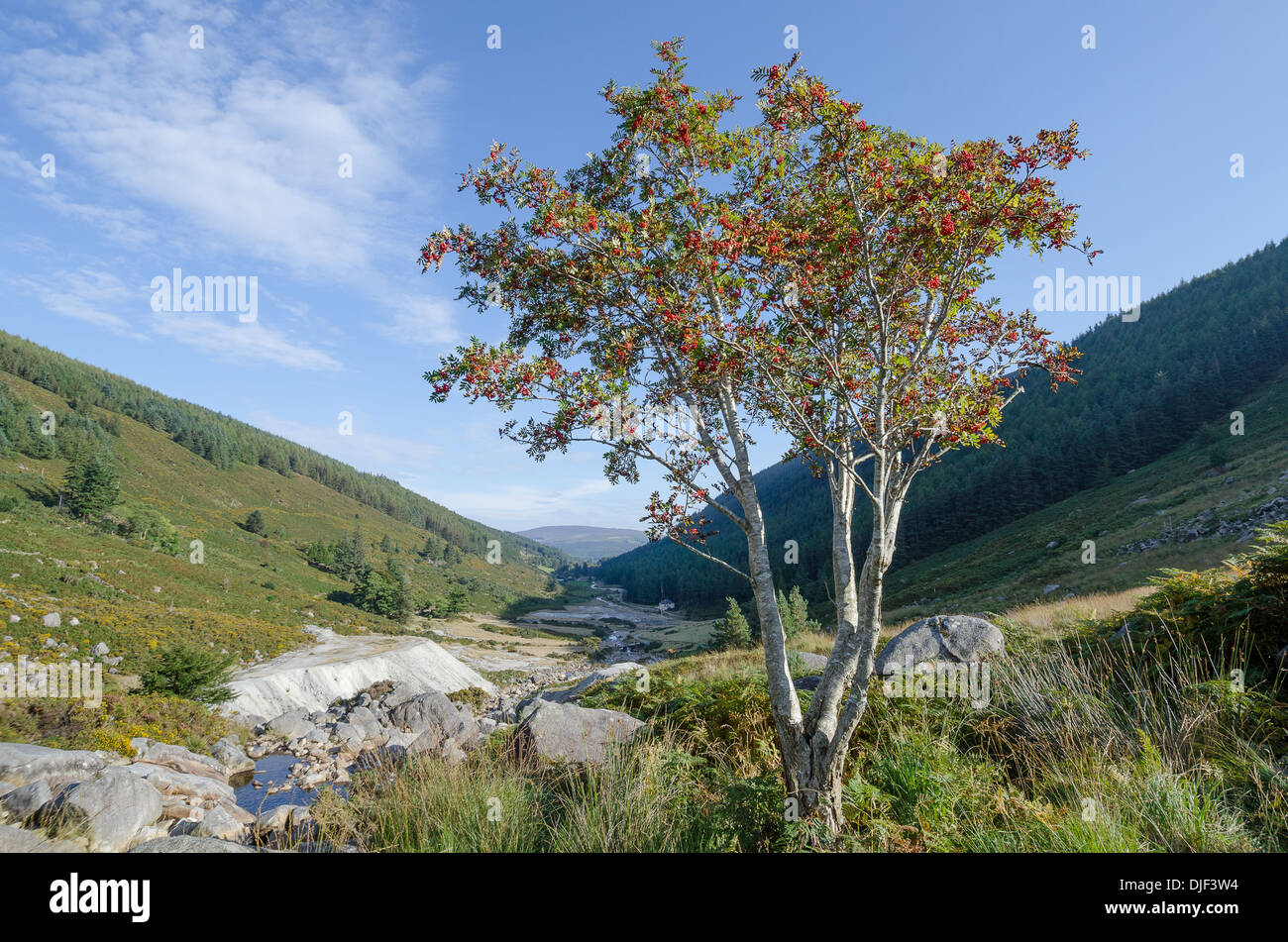 Montagne di Wicklow, Irlanda in inverno Foto Stock