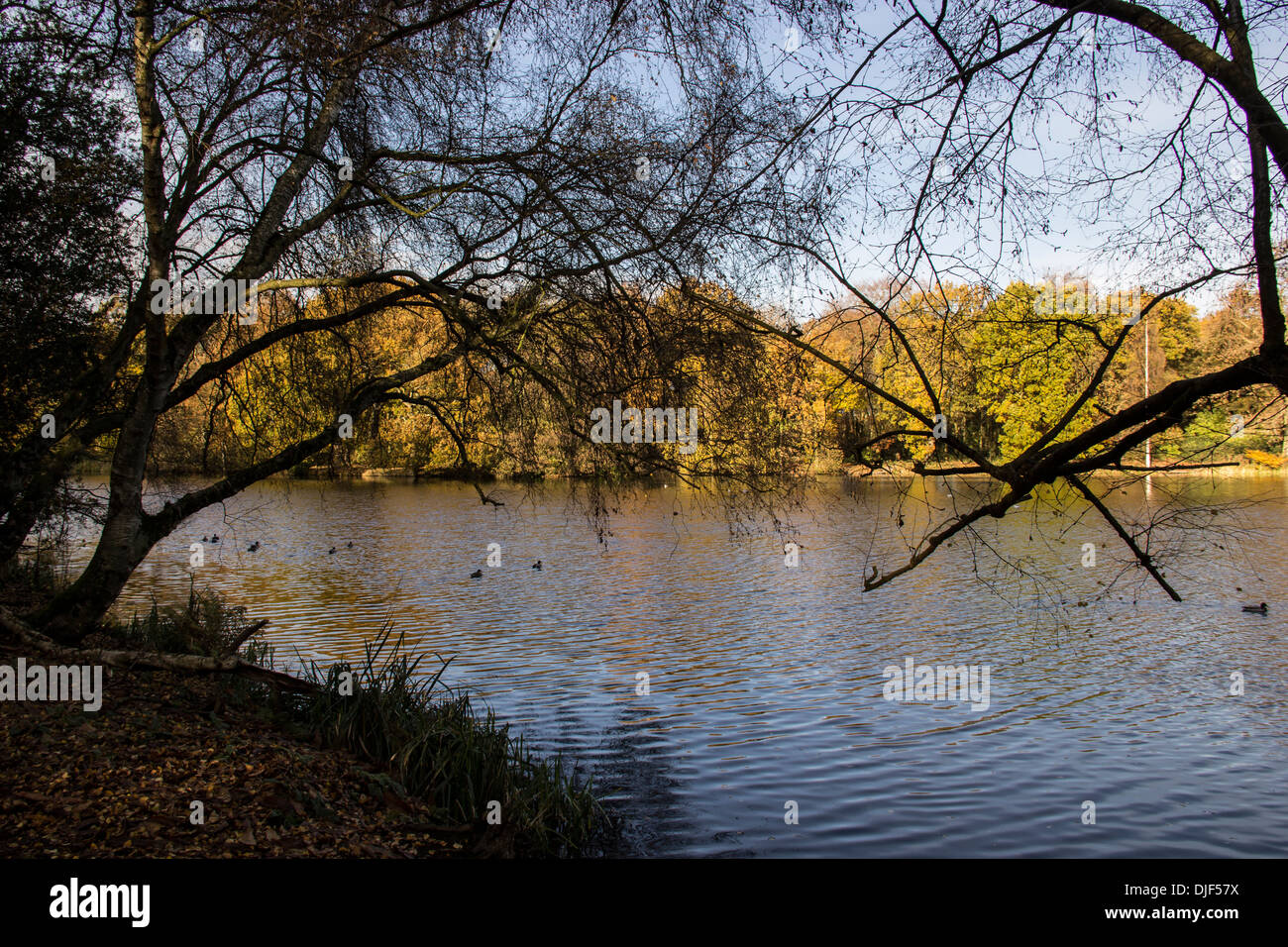 Guardando attraverso un tranquillo lago in autunno tingono di alberi in una giornata di sole Foto Stock