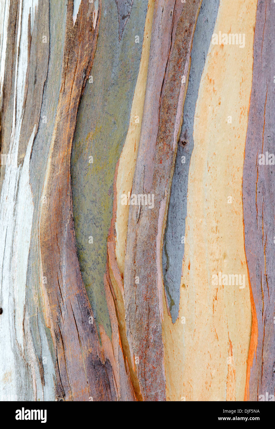 Colorato modello astratto di eucalipto di corteccia di albero Foto Stock