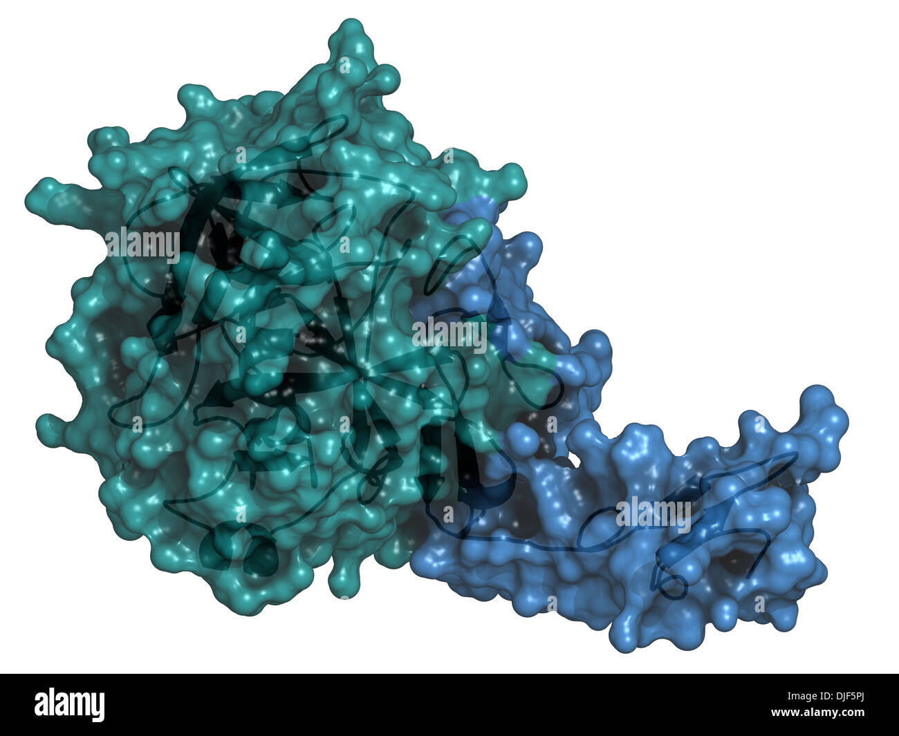 Umana della proteina C attivata (APC, drotrecogin alfa, senza Gla-domain). Ha anti-trombotici ed antinfiammatorie. Foto Stock