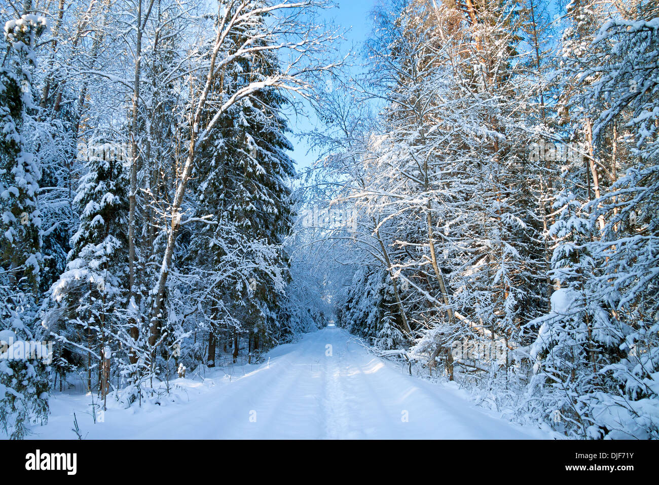 Incantevole paesaggio invernale con la foresta e la strada Foto Stock