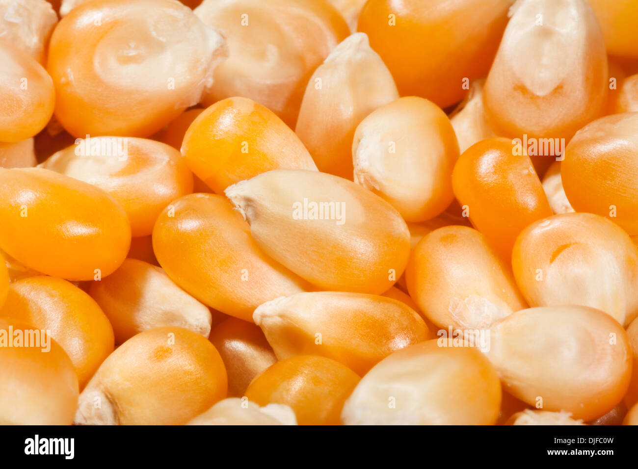 Mais secco kernels closeup macro Foto Stock