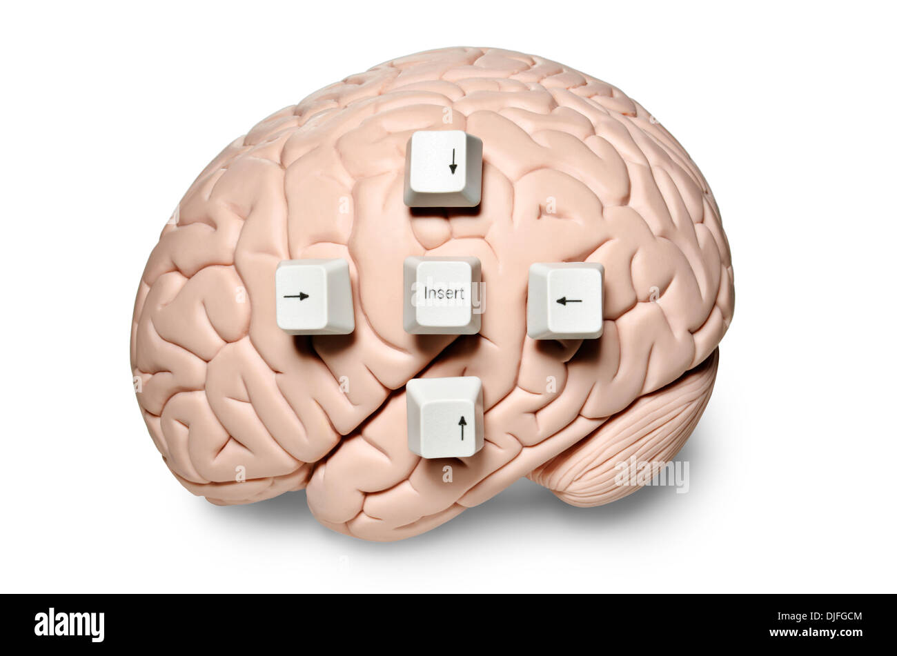 Cervello umano modello con i tasti del computer posto su di esso Foto Stock