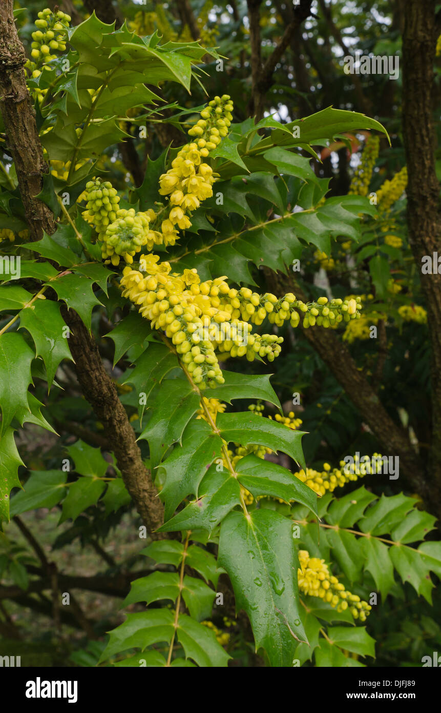 Giallo fragrante fioritura Mahonia un arbusto sempreverde nella nebbia dolce con sole invernale Foto Stock