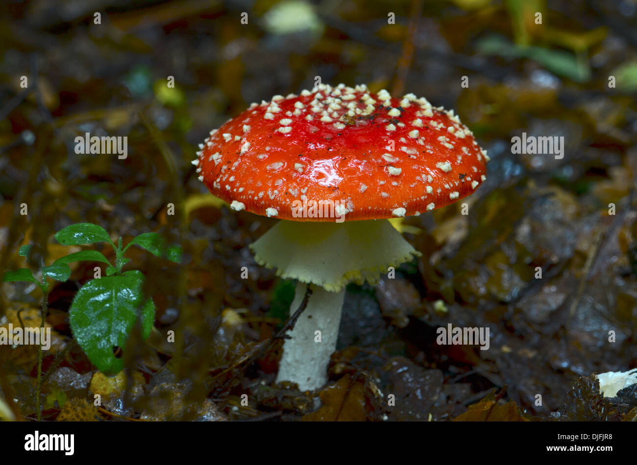 Fly Agaric mushroom Foto Stock