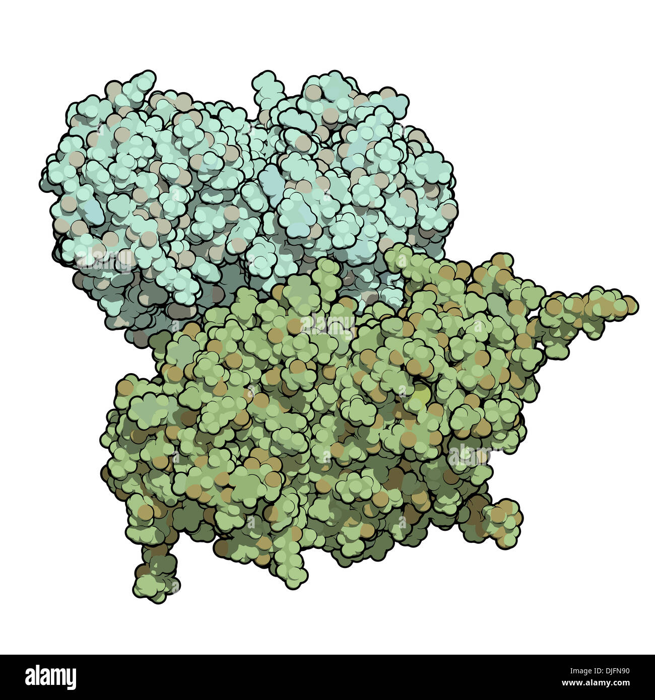 Glucocerebrosidasi (beta-glucosidasi) molecola enzimatica. Carenti nella malattia di Gaucher. Analog utilizzato come farmaco nella malattia di Gaucher. Foto Stock