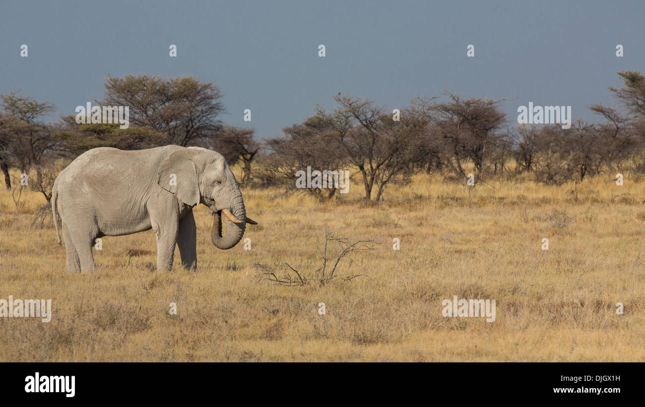 Vista laterale di un elefante alimentazione nel Namib Foto Stock