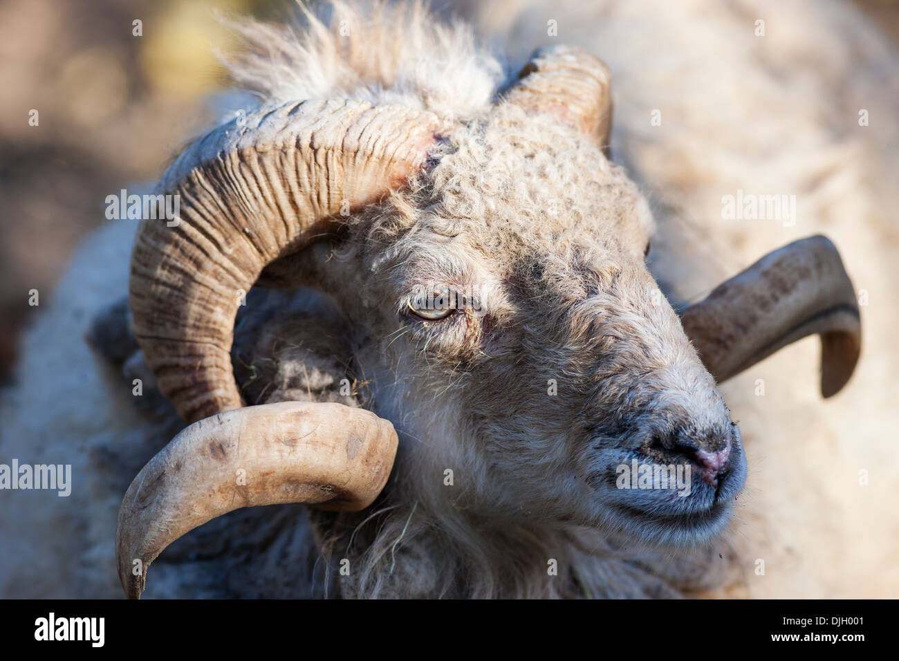 Ritratto di capra nella luce del mattino Foto Stock