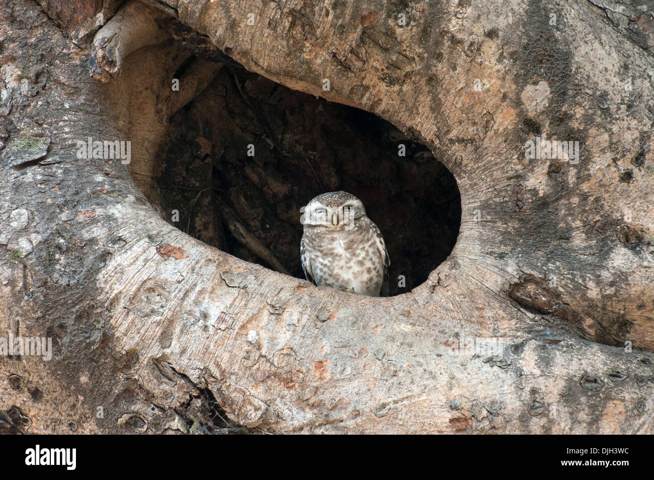Spotted owlet sbirciando al di fuori del foro albero Parco Nazionale di Kanha Madhya Pradesh india Foto Stock