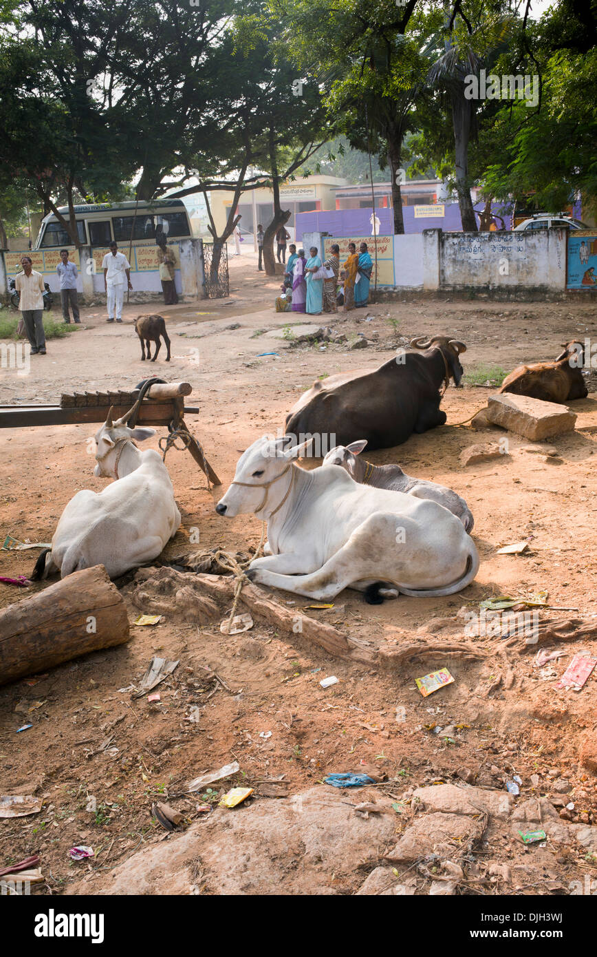 Indian carrello di giovenco e zebù nella parte anteriore di un rurale villaggio indiano scuola. Andhra Pradesh, India. Foto Stock
