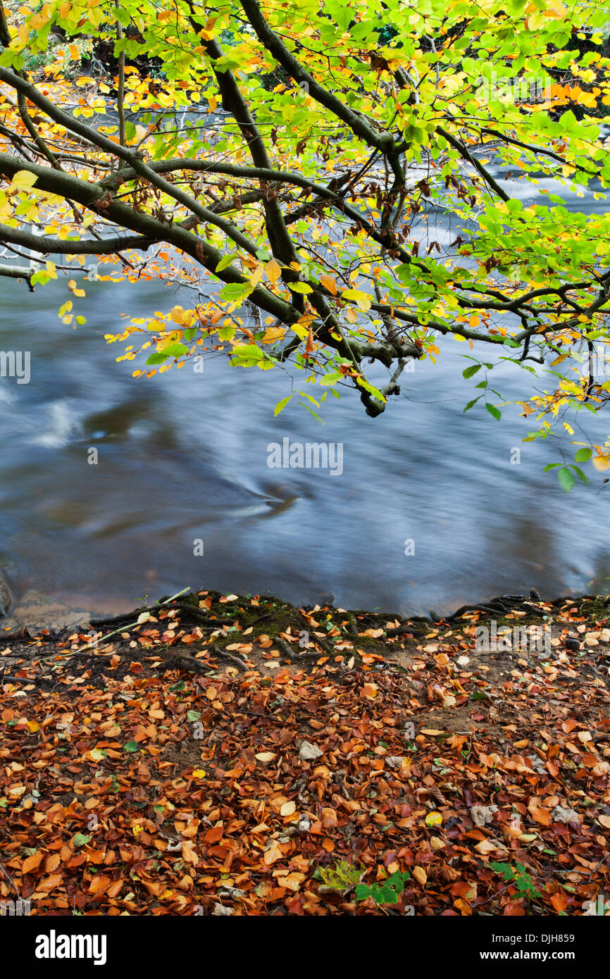 Foglie di autunno a strapiombo sul fiume Nidd in Nidd Gorge vicino a Knaresborough North Yorkshire, Inghilterra Foto Stock
