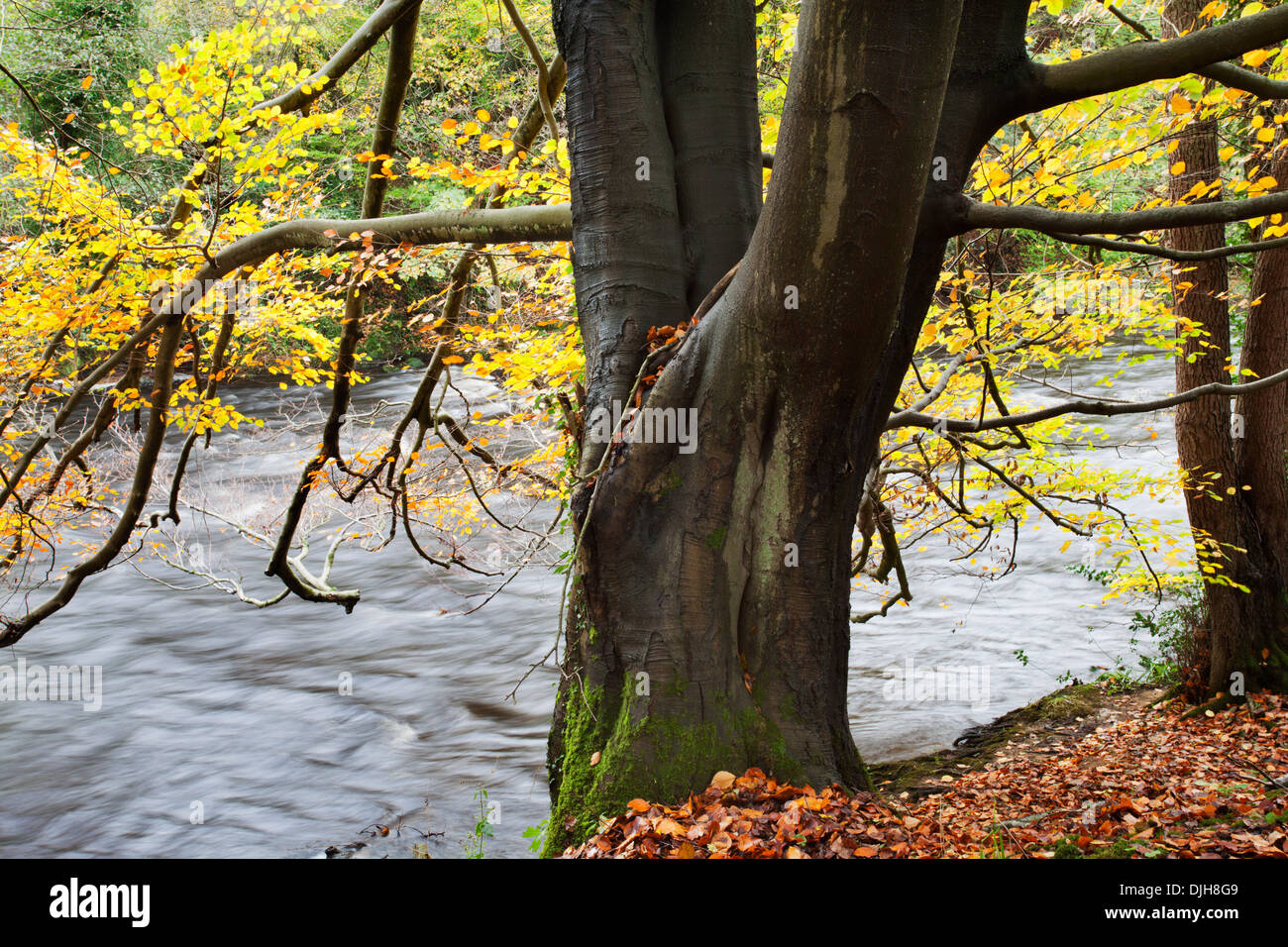 Autumn Tree in Nidd gola dei boschi vicino a Knaresborough North Yorkshire, Inghilterra Foto Stock