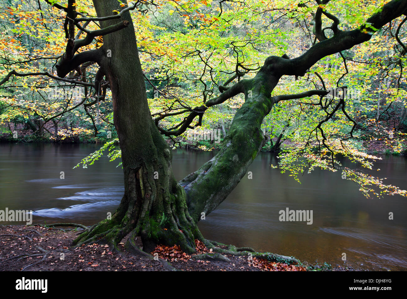 Autumn Tree in Nidd gola dei boschi vicino a Knaresborough North Yorkshire, Inghilterra Foto Stock