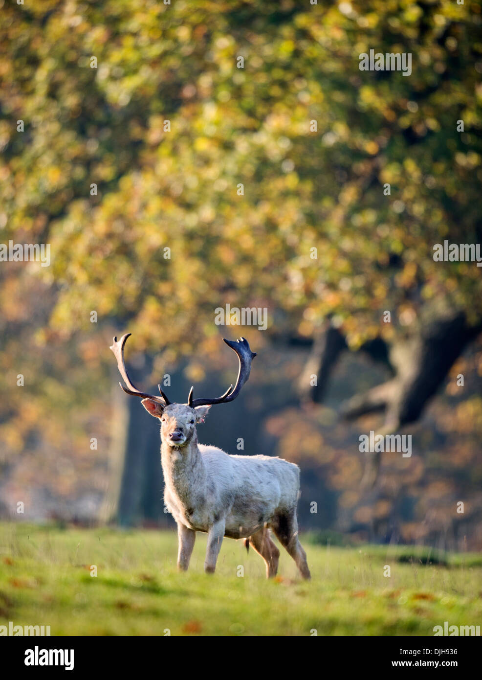 Un cervo bianco circondato da colore di autunno nel parco dei cervi della Berkeley station wagon, Gloucestershire novembre REGNO UNITO Foto Stock