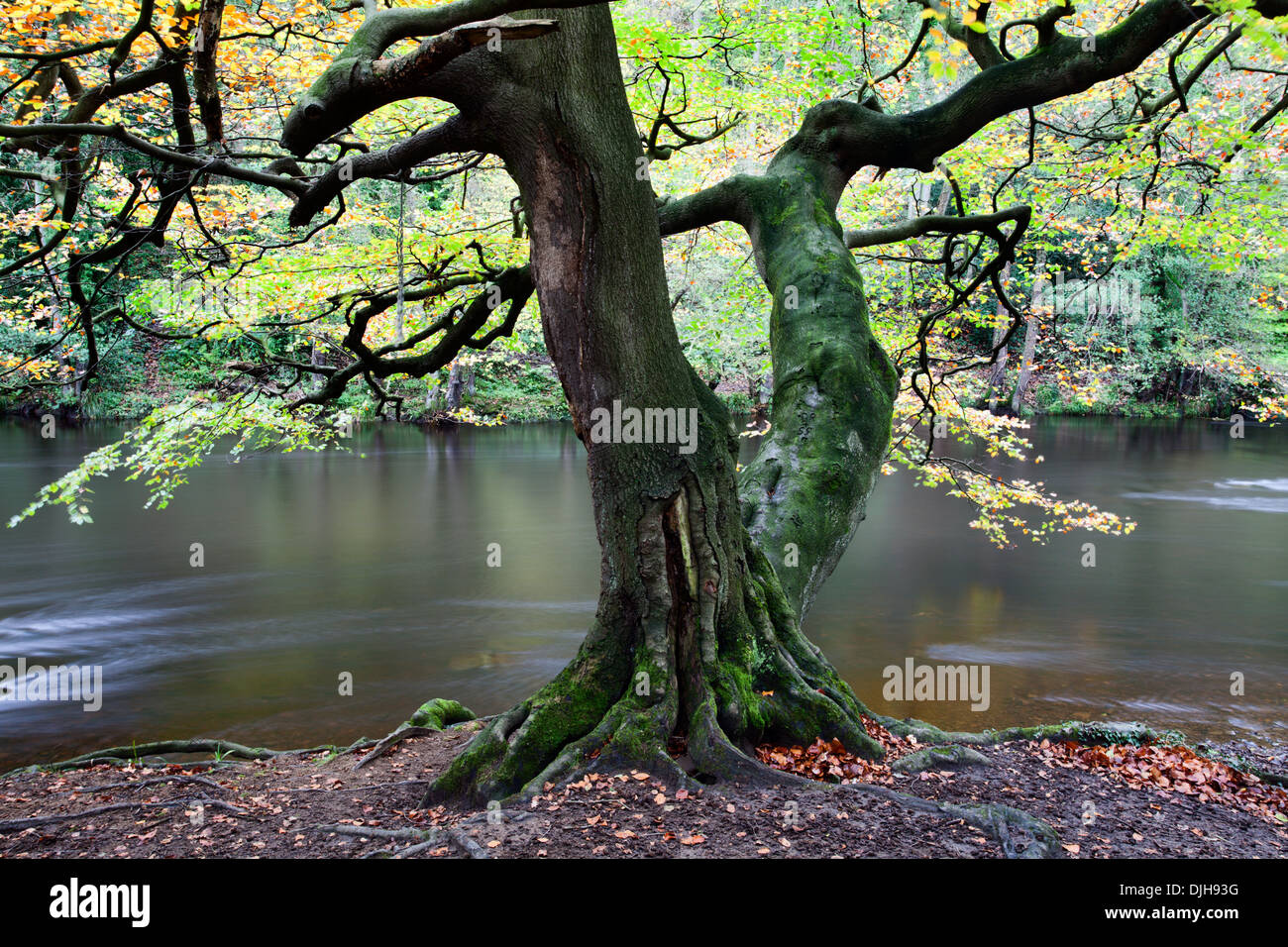 Autumn Tree in Nidd gola dei boschi vicino a Knaresborough North Yorkshire, Inghilterra Foto Stock