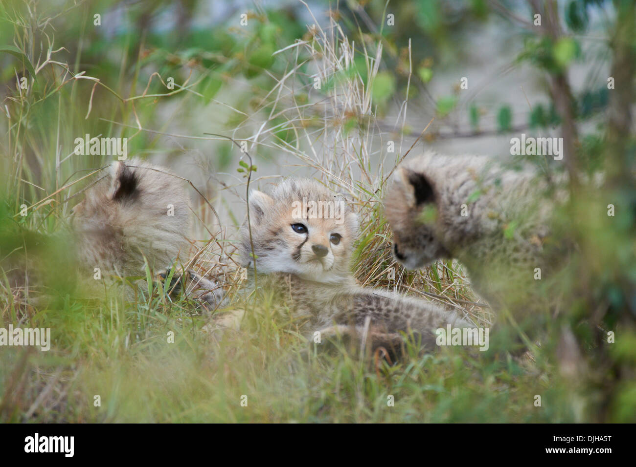 Cheetah cubs di tre settimane a giocare in un nascondiglio nelle boccole, Masaï Mara, Kenya Foto Stock
