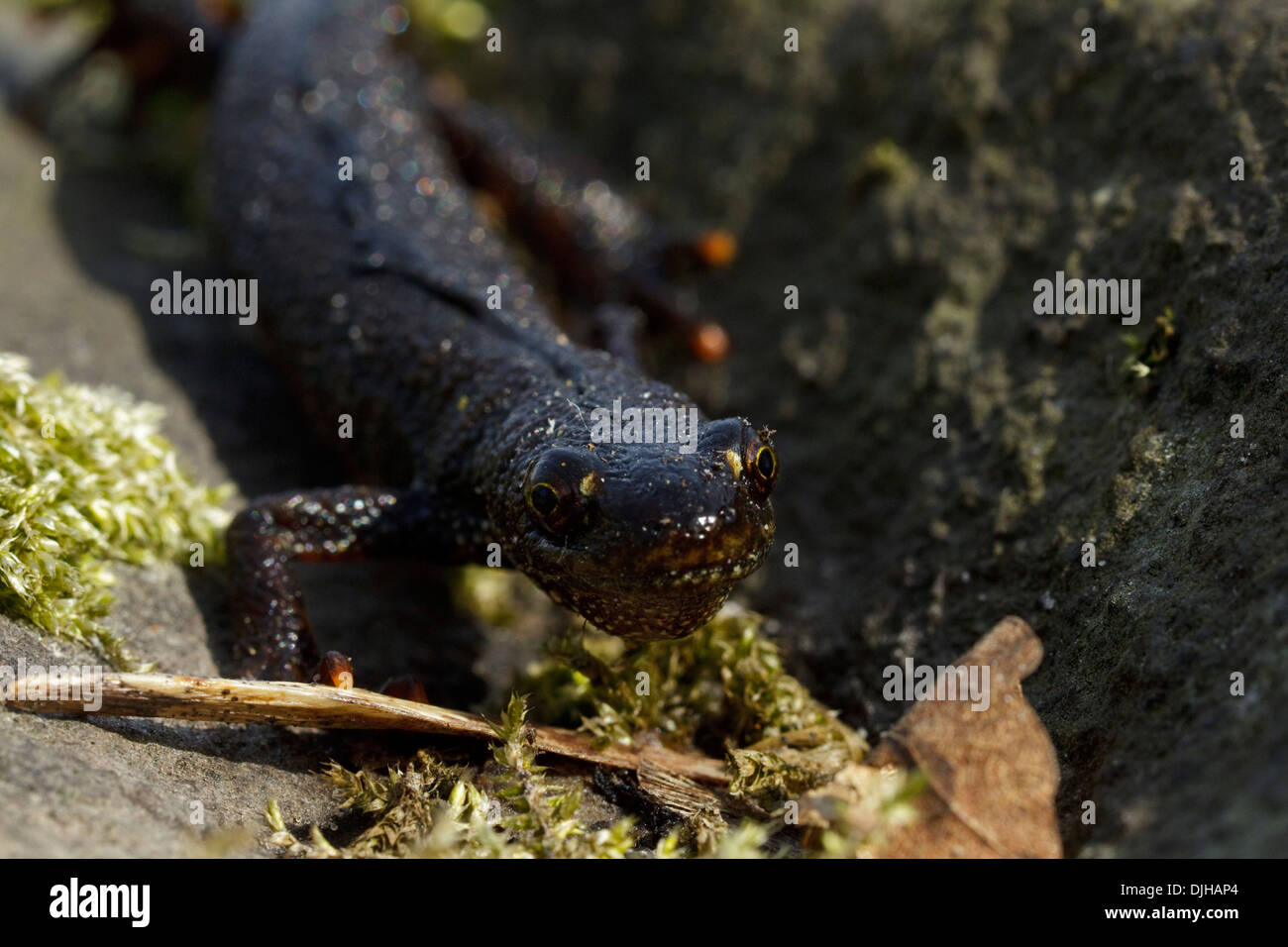 Grande Tritone crestato (Triturus cristatus) Foto Stock