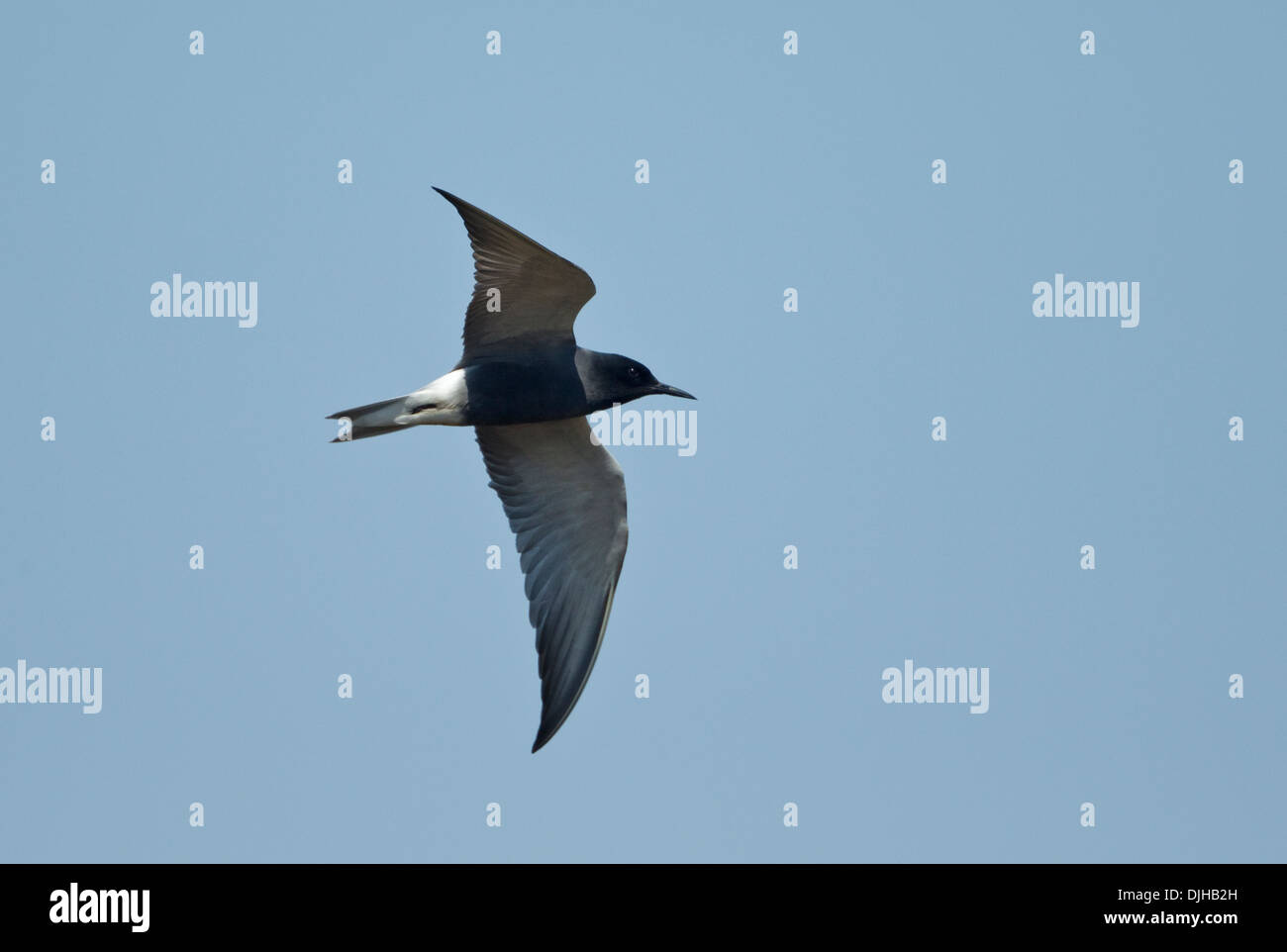 Black Tern (Chlidonias niger) Foto Stock