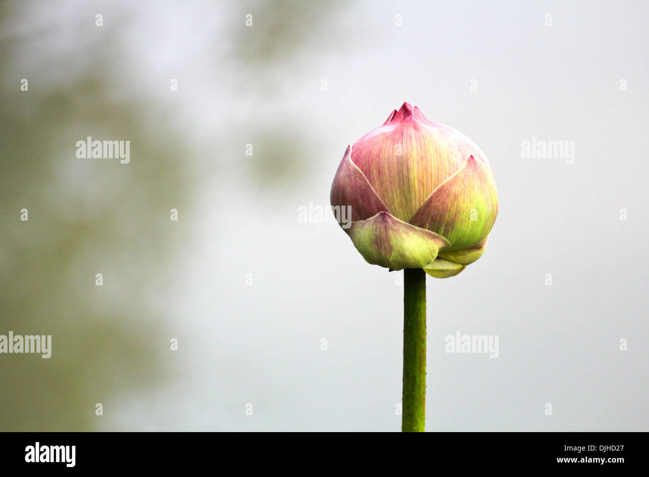 Fiore di loto Foto Stock