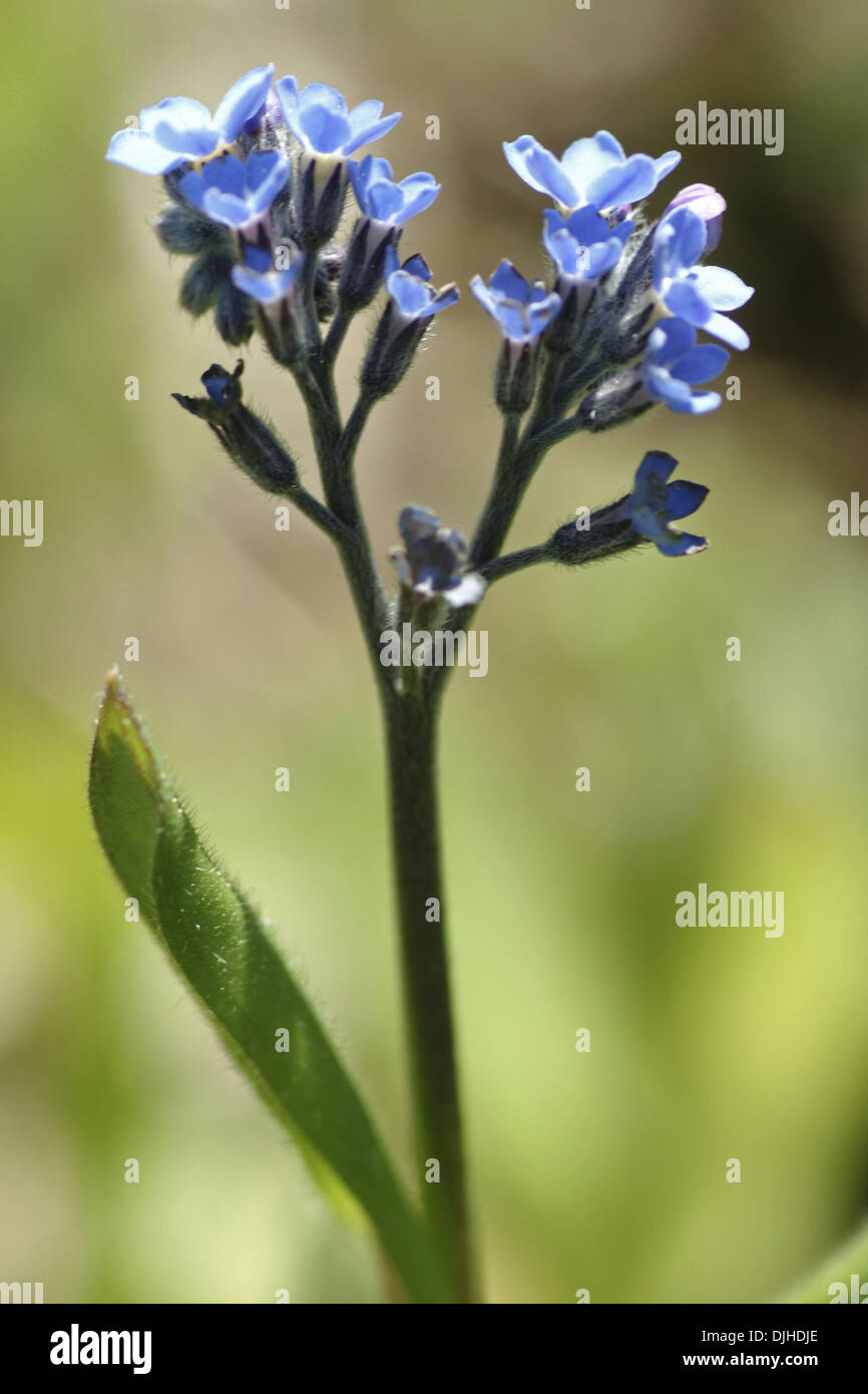 Dimenticare alpino-me-non, myosotis alpestris Foto Stock