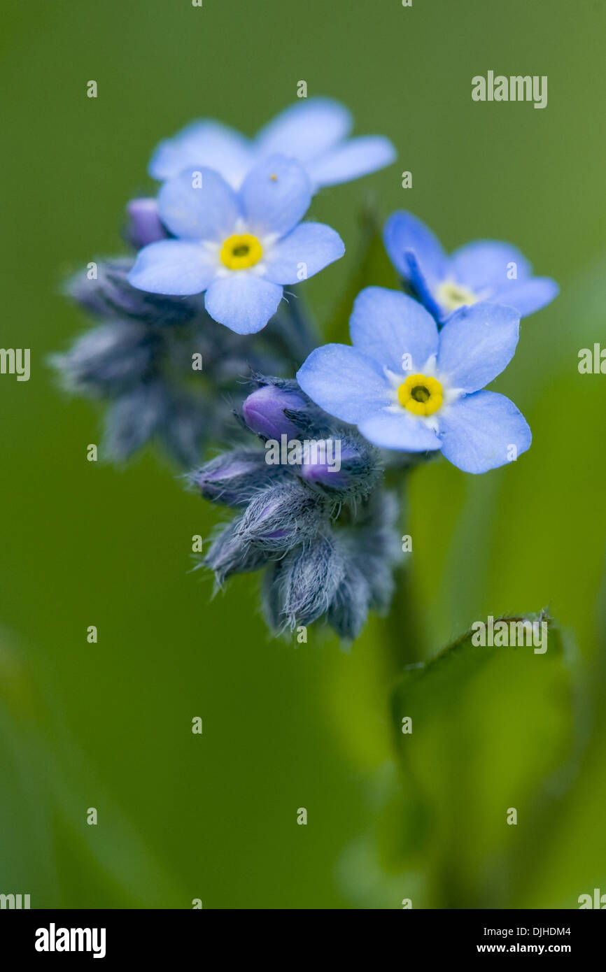 Dimenticare alpino-me-non, myosotis alpestris Foto Stock