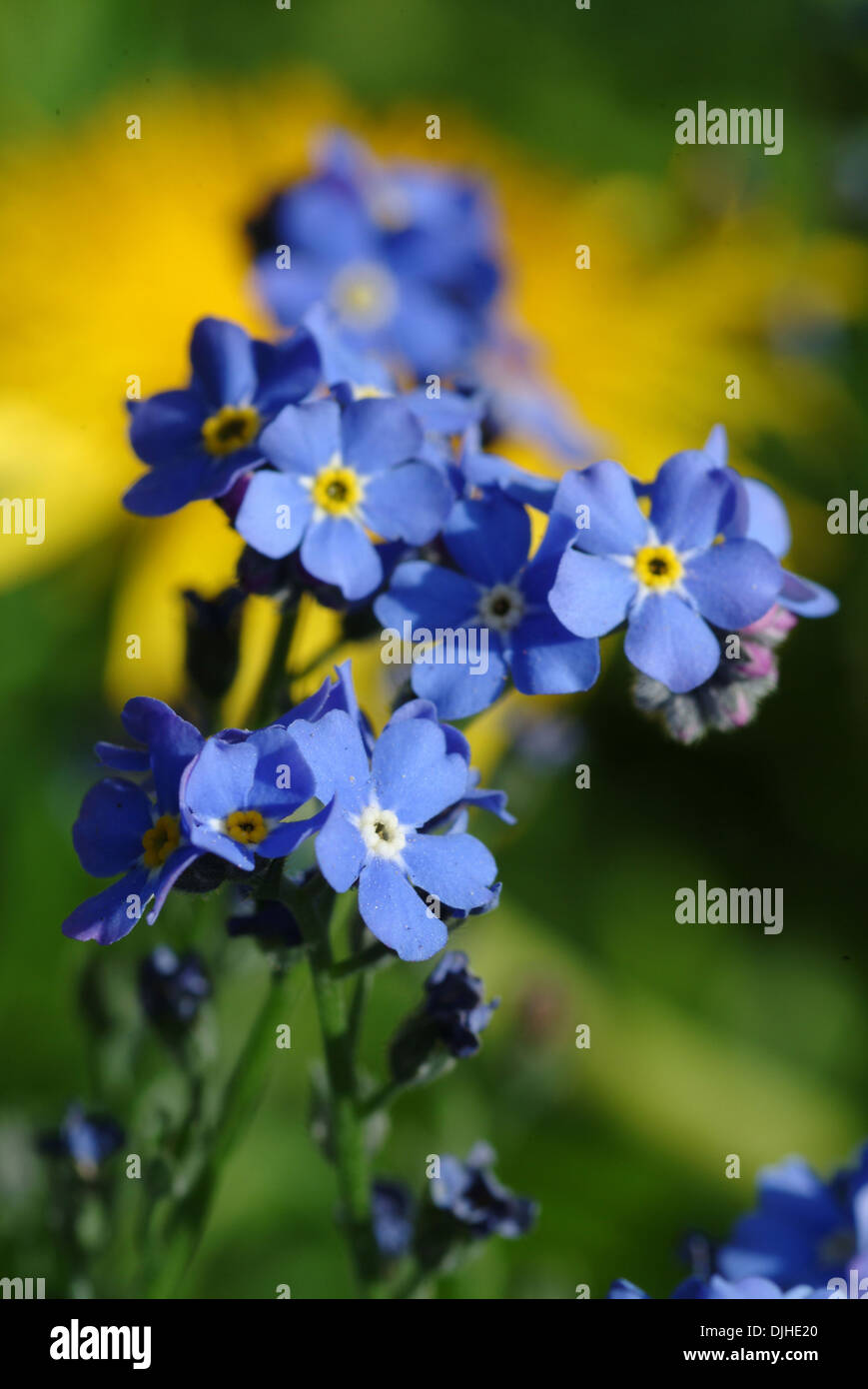 Il legno non ti scordar di me, myosotis sylvatica Foto Stock