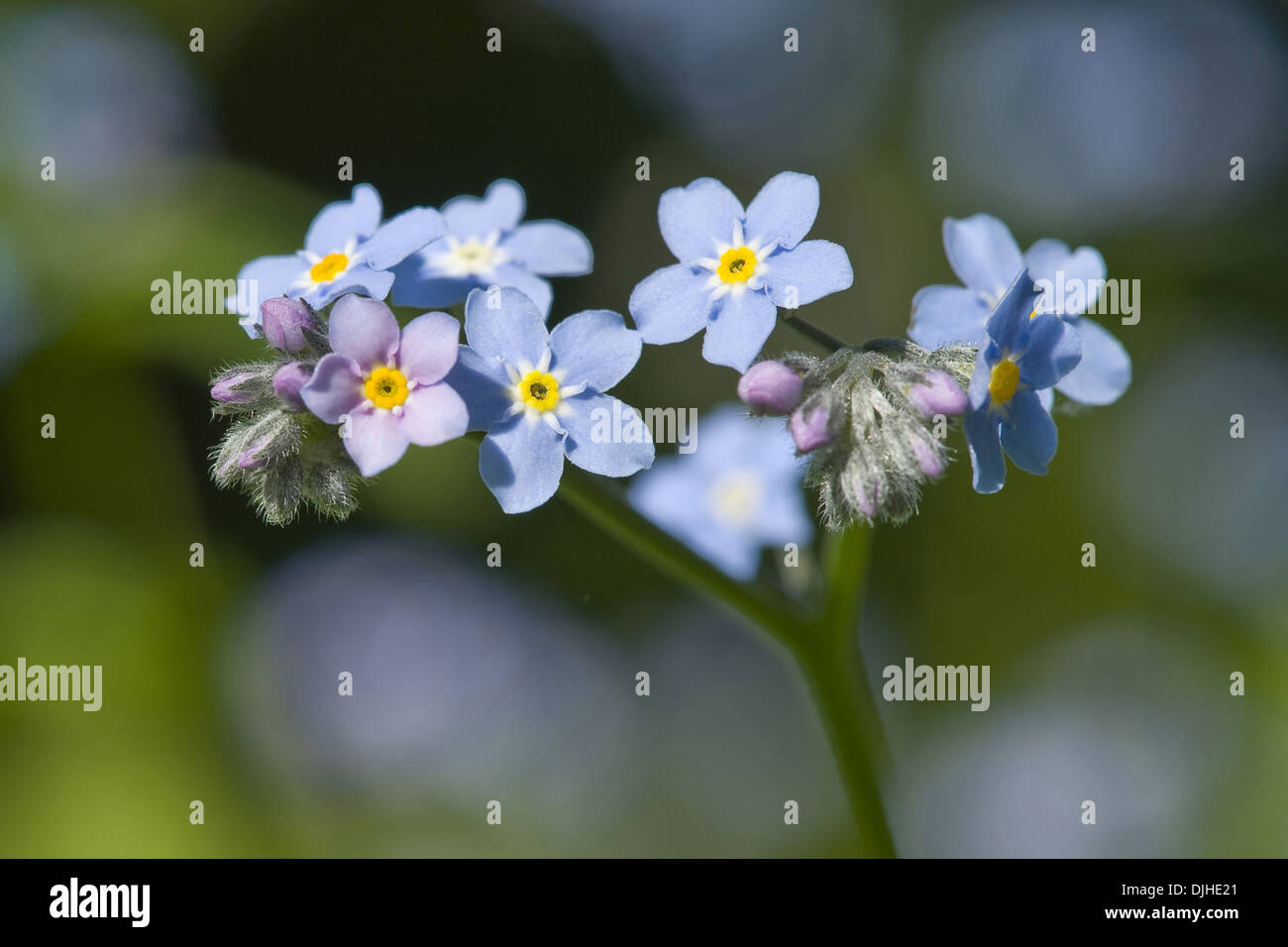 Il legno non ti scordar di me, myosotis sylvatica Foto Stock