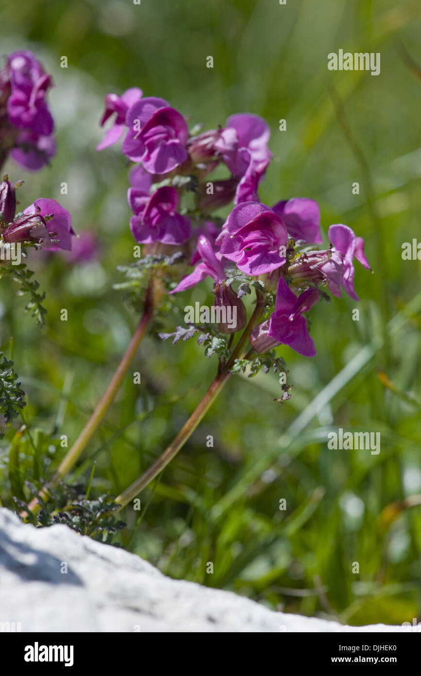 A becco lungo, lousewort pedicularis rostratocapitata Foto Stock