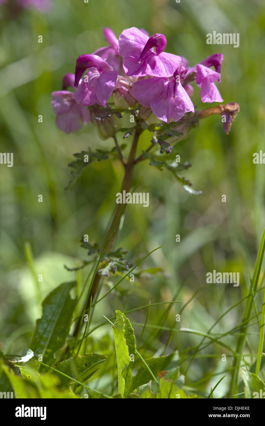 A becco lungo, lousewort pedicularis rostratocapitata Foto Stock