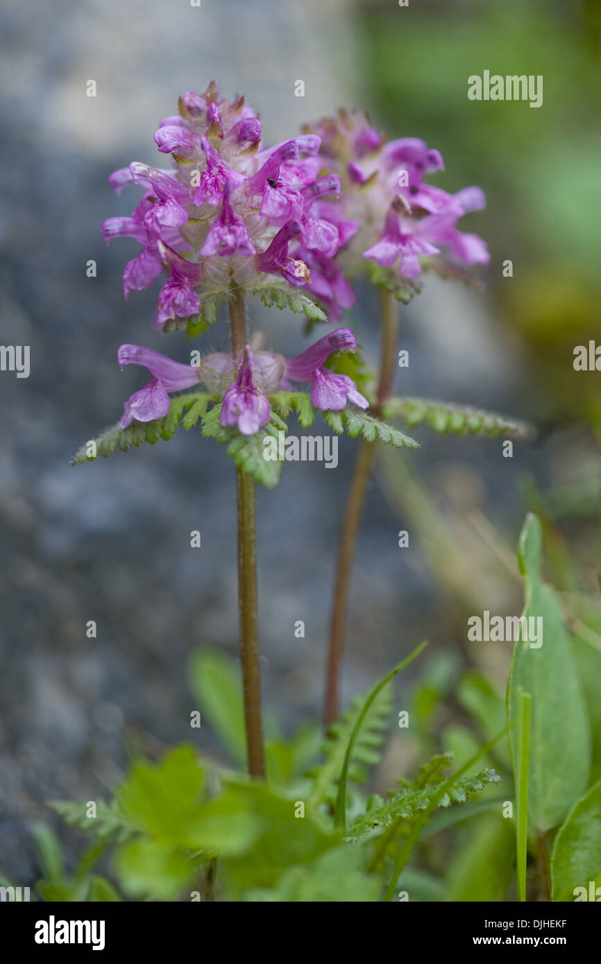 A becco lungo, lousewort pedicularis rostratocapitata Foto Stock