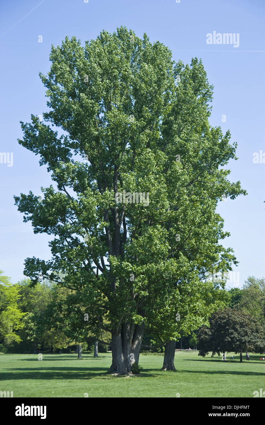 Pioppo nero, Populus nigra Foto Stock