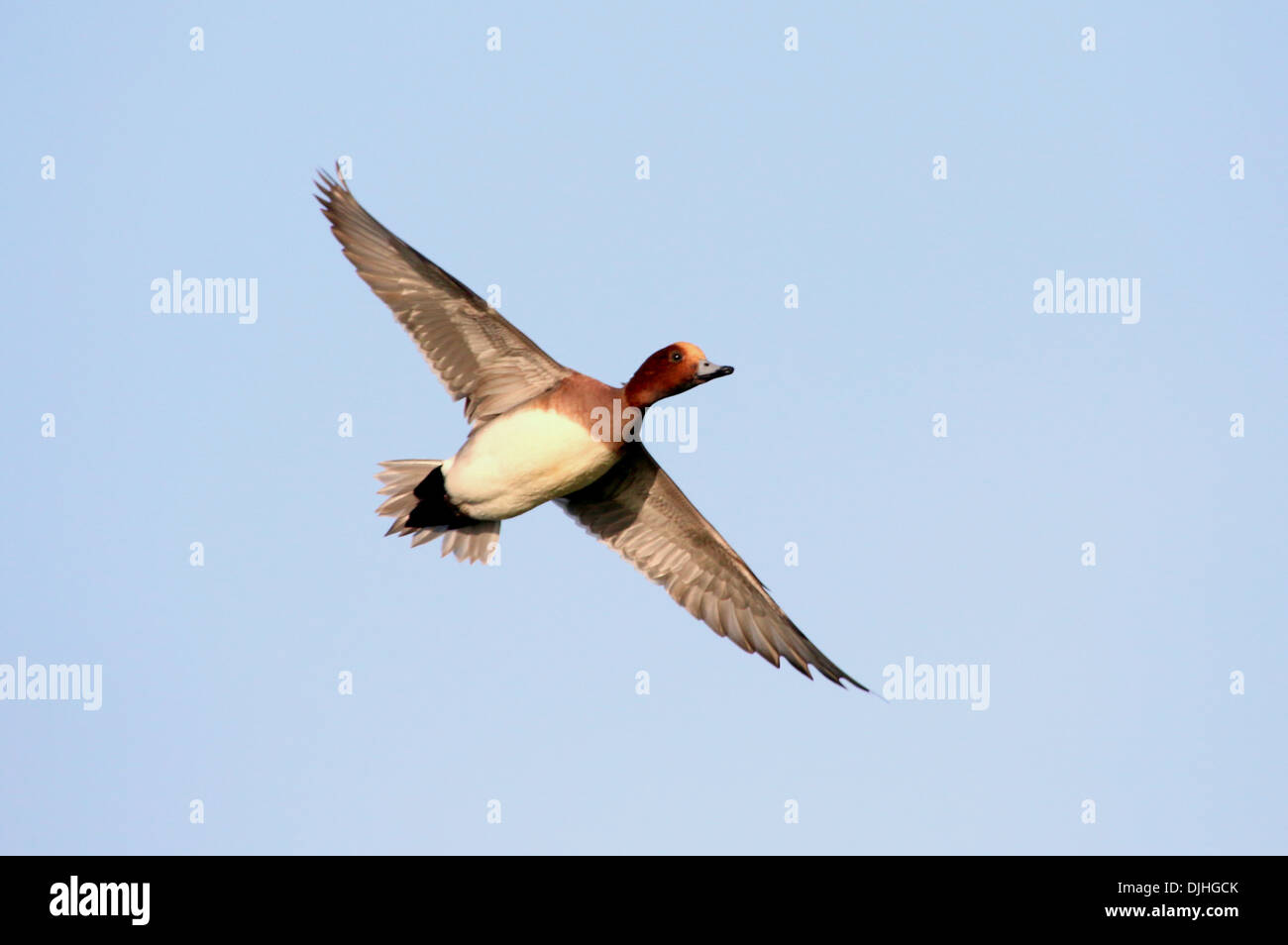 Primo piano di una prigione eurasiatica maschile (Mareca penelope) in volo contro un cielo blu Foto Stock