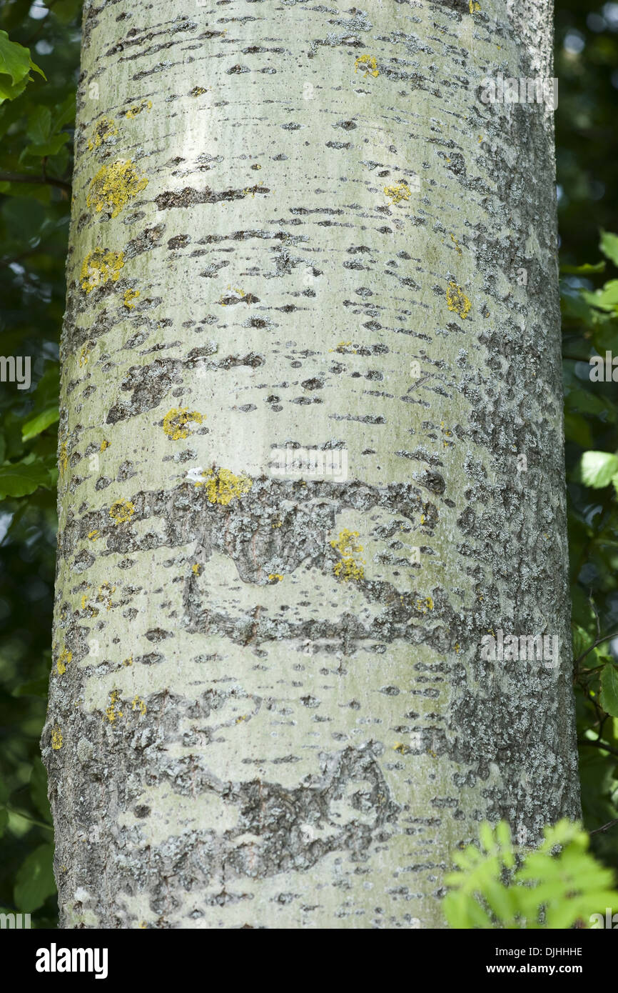 Aspen, Populus tremula Foto Stock