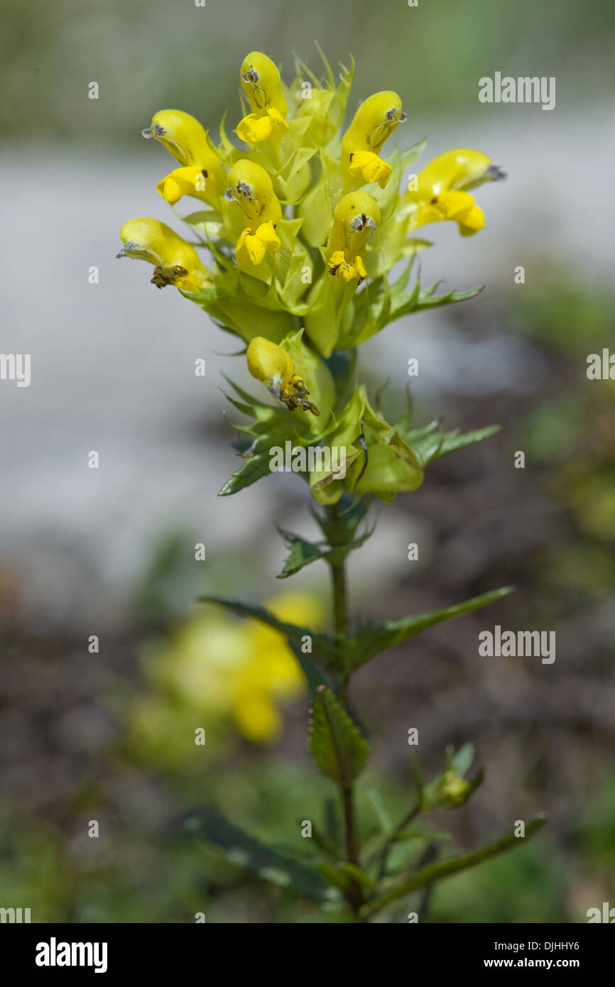 Rattle, rhinanthus glacialis Foto Stock