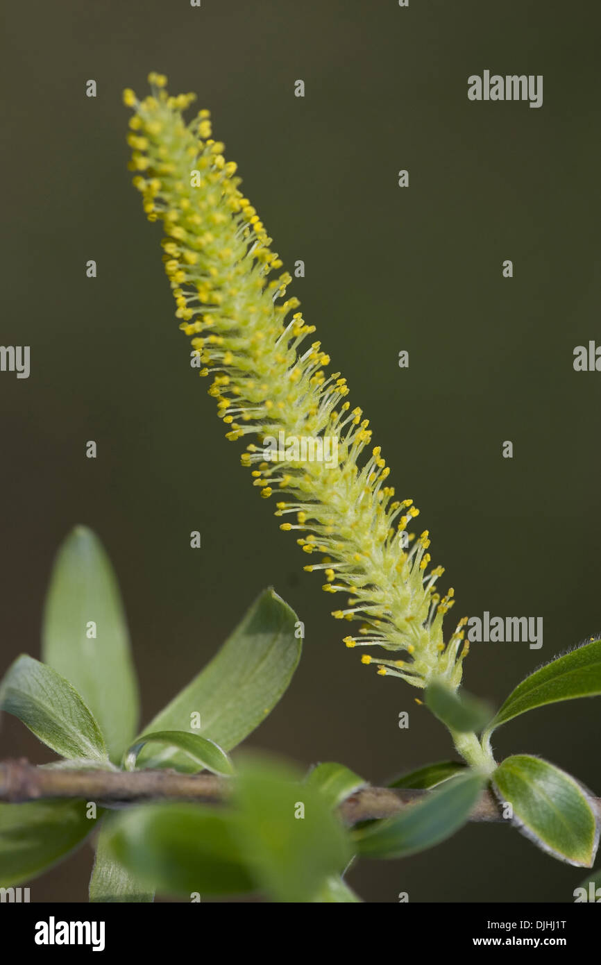 Il salice bianco, Salix alba Foto Stock