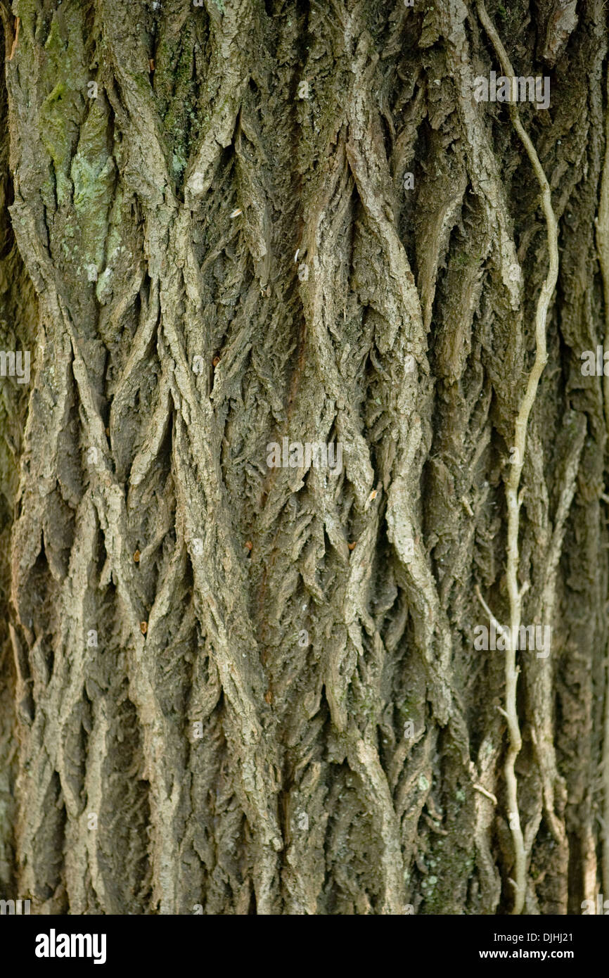 Il salice bianco, Salix alba Foto Stock